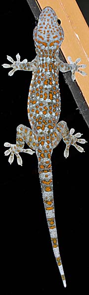 Tokay Gecko by Asienreisender